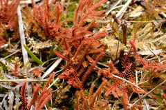 Selaginella uliginosa