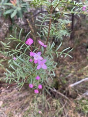 Boronia pinnata