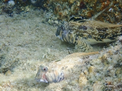 Lepidoblennius marmoratus