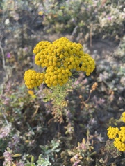 Oncosiphon suffruticosus