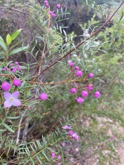 Boronia pinnata