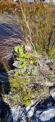 Protea cynaroides