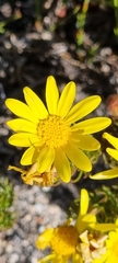 Euryops abrotanifolius