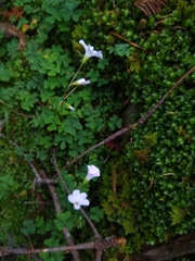 Oxalis alpina