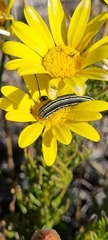 Euryops abrotanifolius