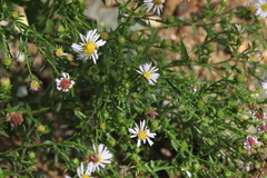 Symphyotrichum × salignum