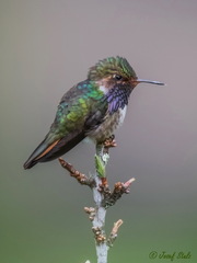 Selasphorus flammula