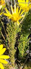 Euryops abrotanifolius