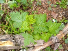 Ribes ciliatum