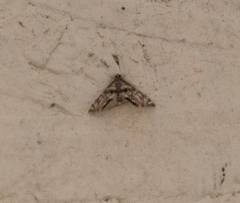 Petrophila canadensis