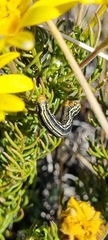 Euryops abrotanifolius