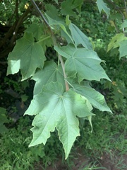 Jatropha malacophylla
