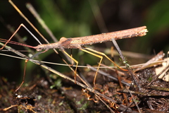 Pseudophasma flavipes