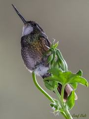 Lampornis castaneoventris