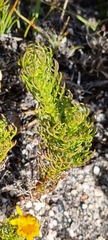 Euryops abrotanifolius