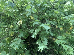 Jatropha malacophylla