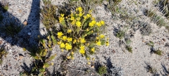 Euryops abrotanifolius