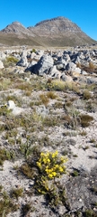 Euryops abrotanifolius