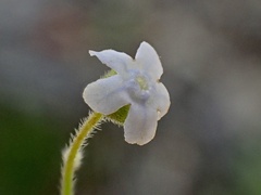 Cynoglossum australe