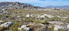 Euryops abrotanifolius