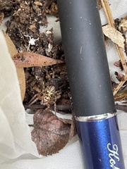 Plexippoides doenitzi