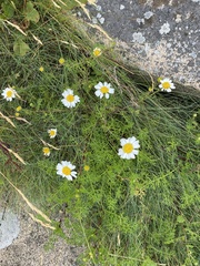 Tripleurospermum maritimum