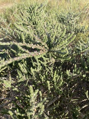 Aspalathus ericifolia