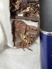 Plexippoides doenitzi