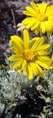 Euryops pectinatus