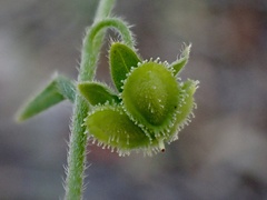 Cynoglossum australe
