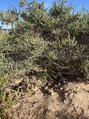 Aspalathus ericifolia