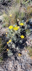 Euryops pectinatus
