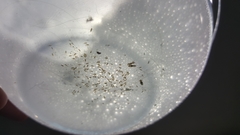 Pediculus humanus capitis