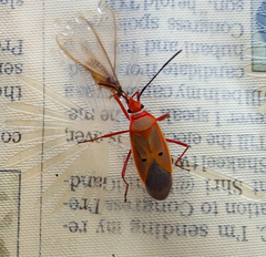 Pyrrhocoridae