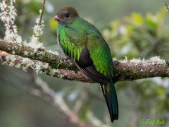 Pharomachrus mocinno