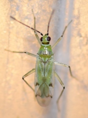 Nesidiocoris tenuis
