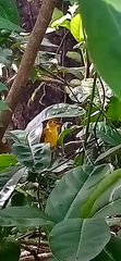 Iole indica