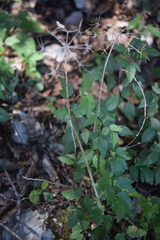 Prionosciadium humile