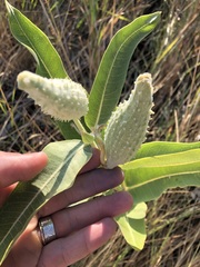 Asclepias speciosa