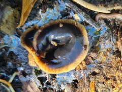 Arthurdendyus triangulatus