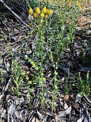 Cynoglossum australe