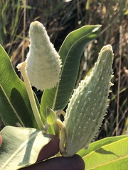 Asclepias speciosa