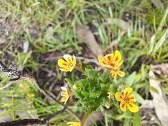 Zaluzianskya divaricata