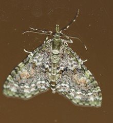 Tympanota perophora