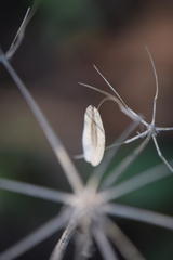 Prionosciadium humile