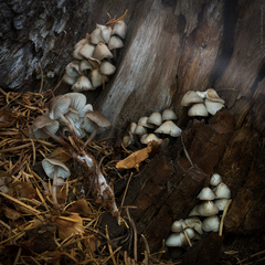 Mycena maculata