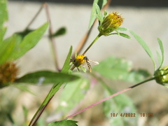 Sphaerophoria contigua