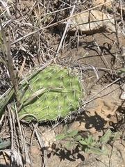 Opuntia polyacantha