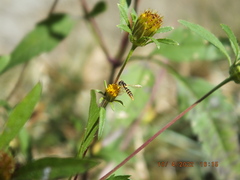 Sphaerophoria contigua