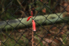 Watsonia aletroides